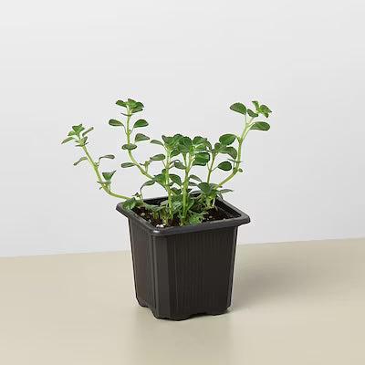 Nettle "Baby's Tear" Seeds