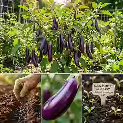 Purple Long Eggplant Seeds, Non-GMO Heirloom Variety, 325+ Seeds for Planting