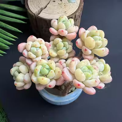 Sedum Clavatum Live Succulent – 2.8‑Inch Plant with Vibrant Color for Indoor Décor