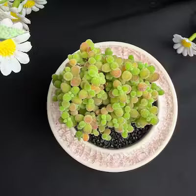 Drosanthemum Live Succulent – 2‑Inch Bare‑Root Plant for Home, Office or Wedding Favors