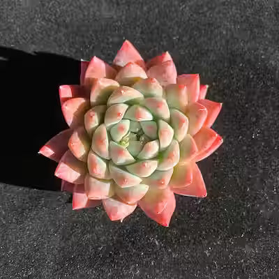 Echeveria ‘Alba Beauty’ Succulent – 2 to 2.5 inch Live Plant