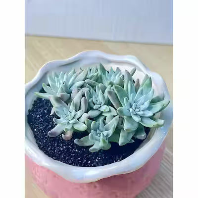 Dudleya gnoma Mini Succulent Live Plant – Bare Root, Low‑Maintenance Indoor Potted Plant for Desk or Home Décor