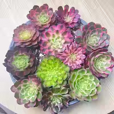 6‑Pack Aeonium Bare‑Root Succulent Set – No Soil, Cutting‑Ready
