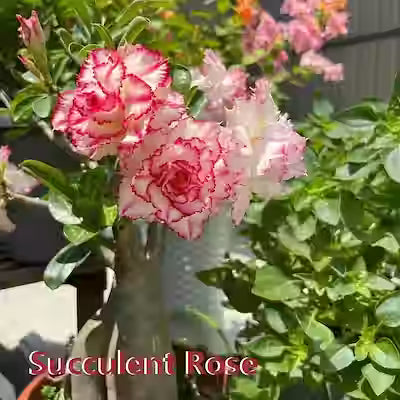 Cake Tower Succulent Rose – Single Sapling for Indoor Windowsill, Balcony or Courtyard Décor