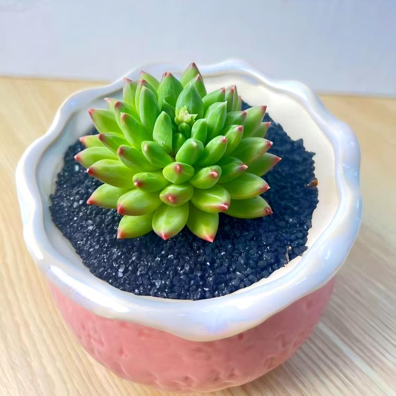 Live Succulent Plant – Echeveria ‘Oracrium’ Compact Rosette