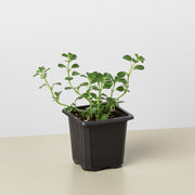 Nettle "Baby's Tear" Seeds
