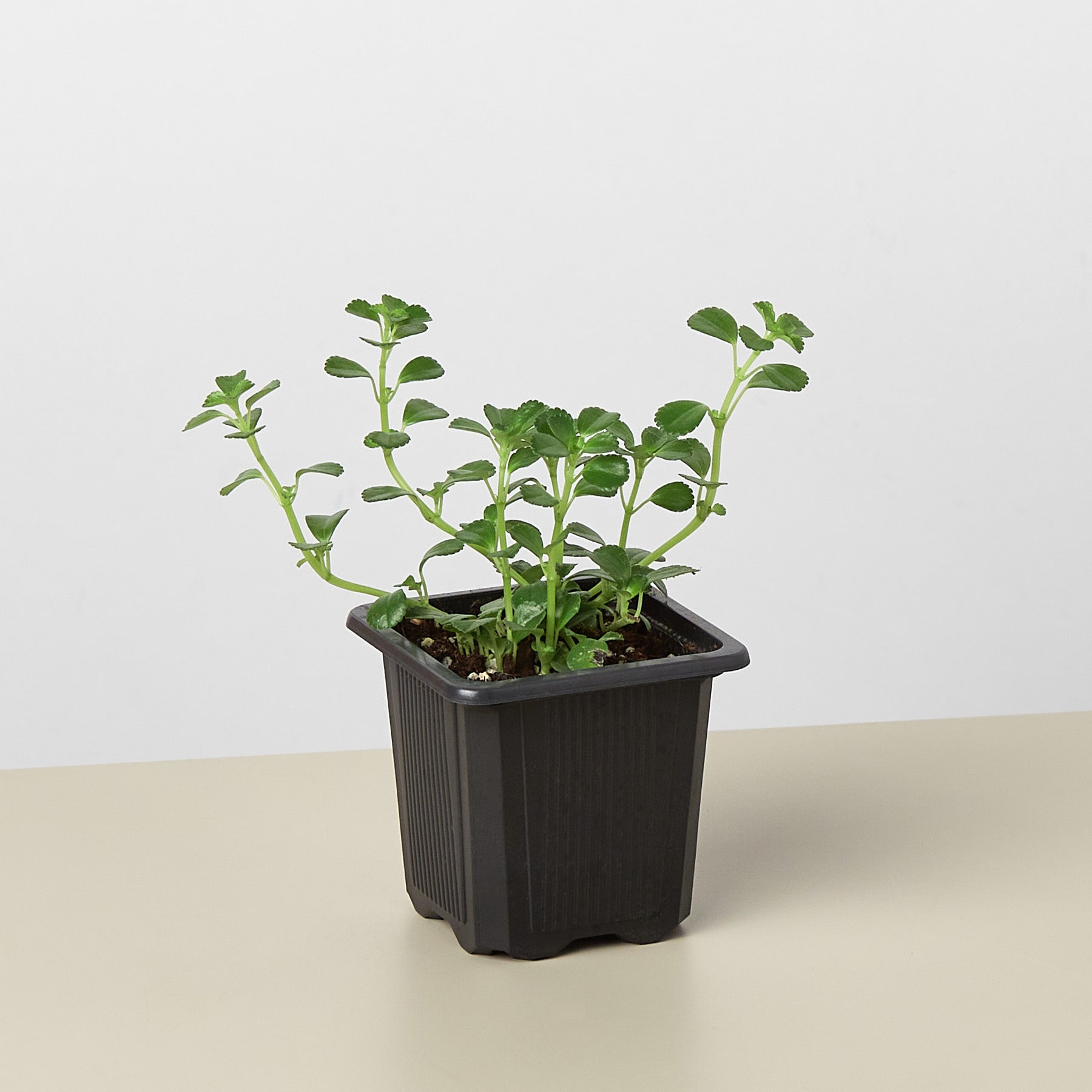 Nettle "Baby's Tear" Seeds