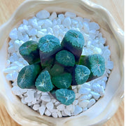 Haworthia maughanii Live Succulent – Mini Bare‑Root Plant for Desk and Home Décor