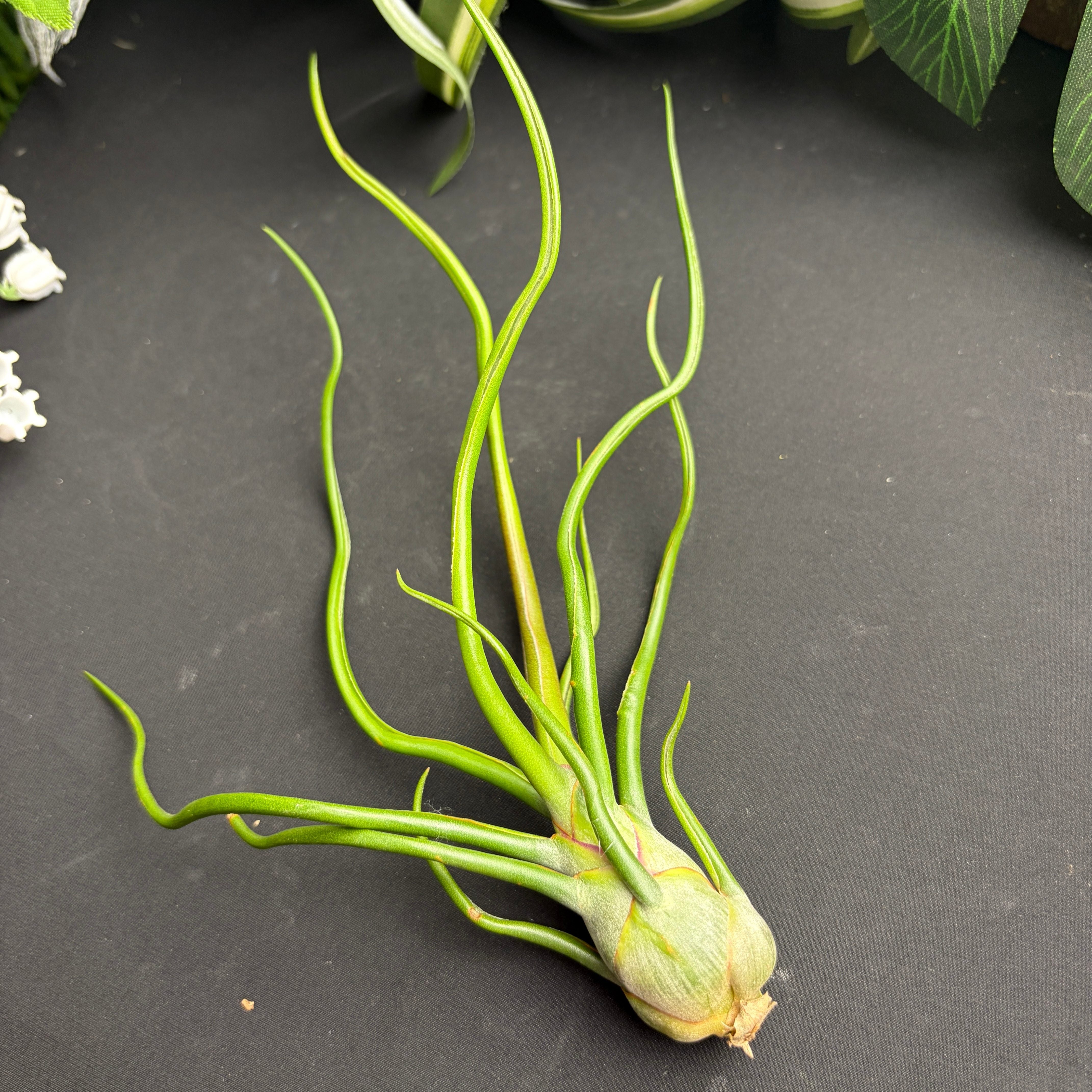Tillandsia Bulbosa Air Plant – Rare Exotic Live Air Plant, Easy‑Care