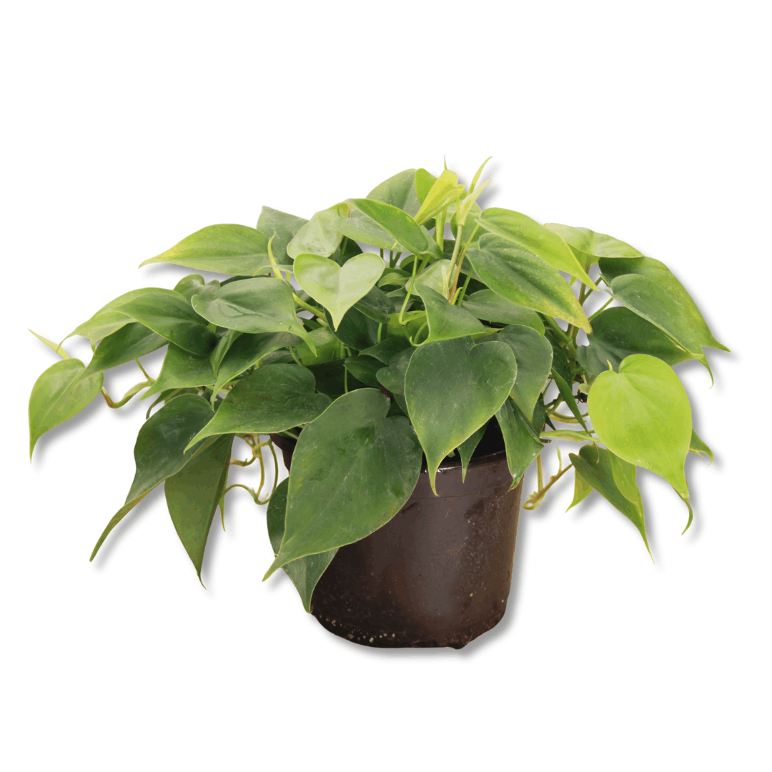 Philodendron Cordatum – Heart‑Leaf Indoor Houseplant