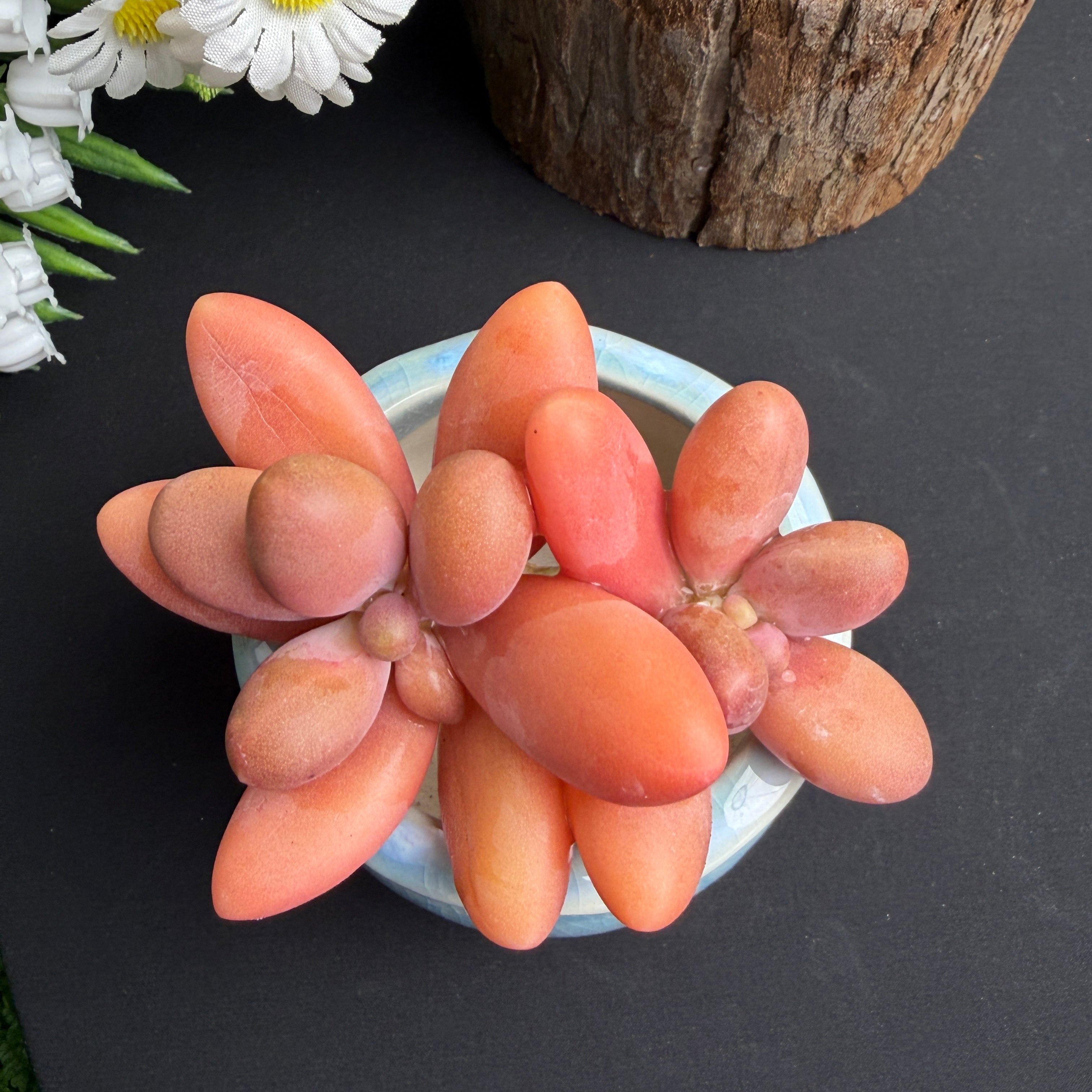 Pachyphytum ‘Captain Jessop’ Live Succulent – 3‑3.5 Inch Bare‑Root Plant for Home, Office or Wedding Favors