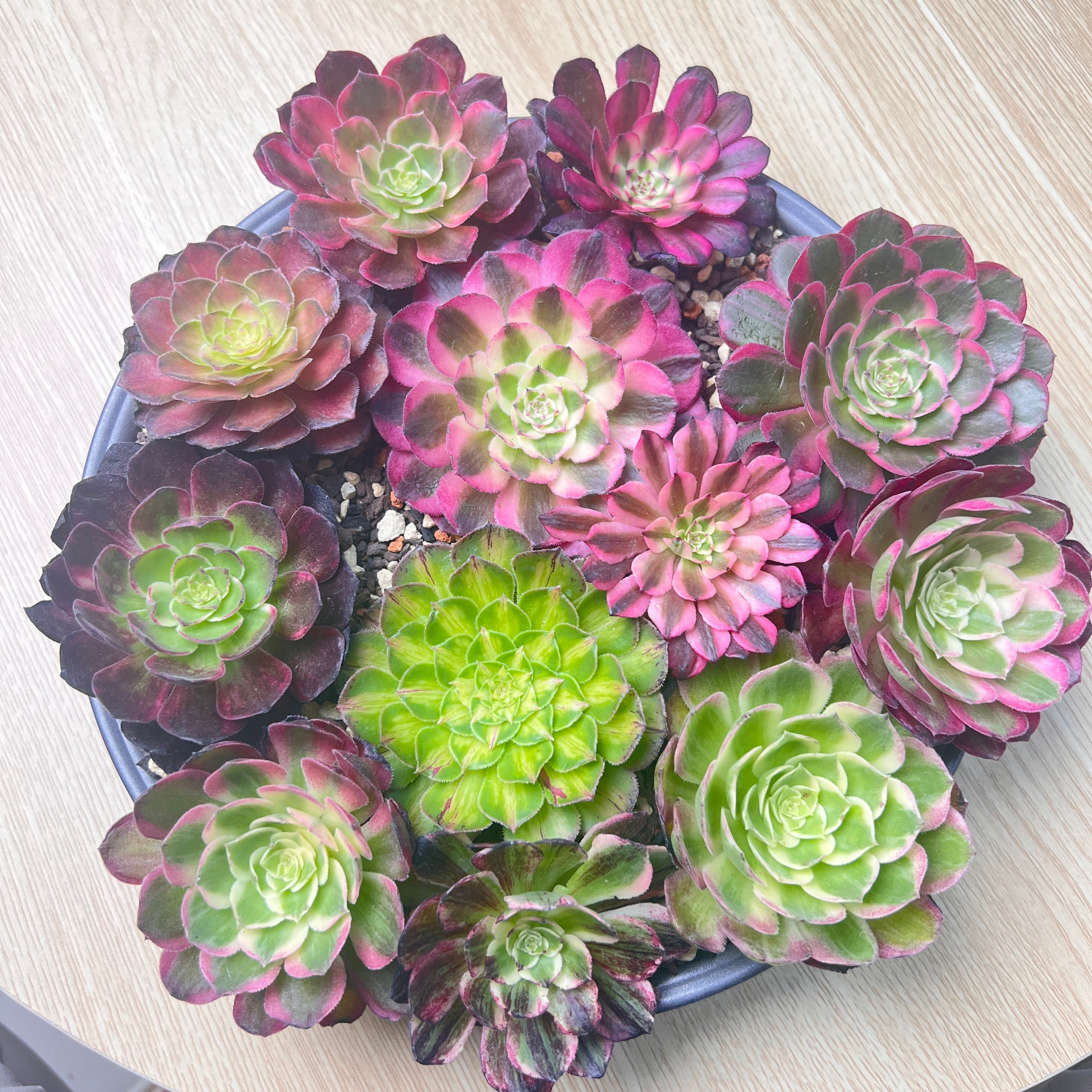 6‑Pack Aeonium Bare‑Root Succulent Set – No Soil, Cutting‑Ready