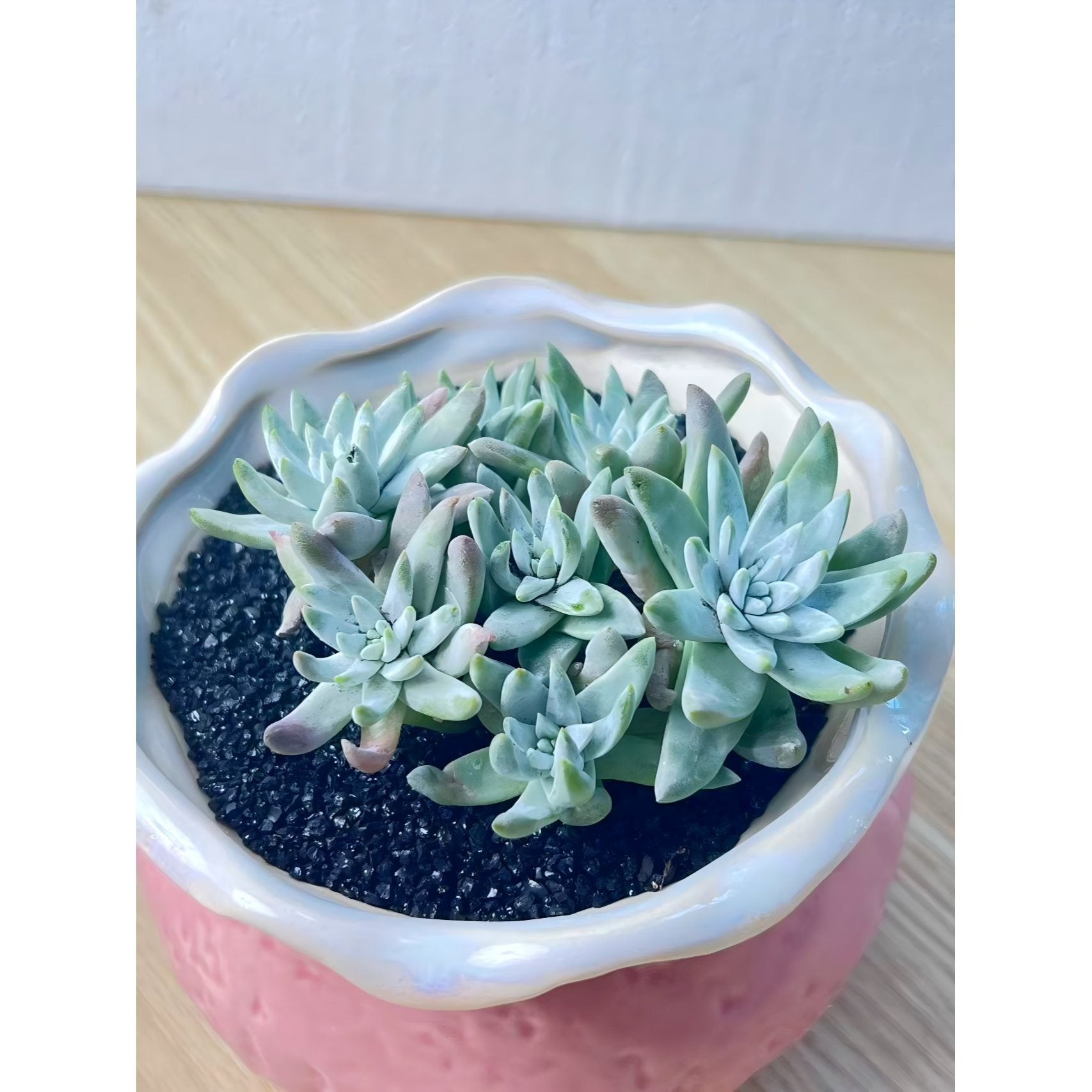 Dudleya gnoma Mini Succulent Live Plant – Bare Root, Low‑Maintenance Indoor Potted Plant for Desk or Home Décor