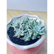 Dudleya gnoma Mini Succulent Live Plant – Bare Root, Low‑Maintenance Indoor Potted Plant for Desk or Home Décor