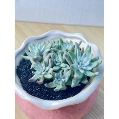 Dudleya gnoma Mini Succulent Live Plant – Bare Root, Low‑Maintenance Indoor Potted Plant for Desk or Home Décor