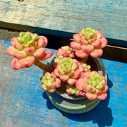 Echeveria ‘Shangri‑La’ Live Succulent Plant – Rare, 3.5 Inch