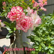 Cake Tower Succulent Rose – Single Sapling for Indoor Windowsill, Balcony or Courtyard Décor