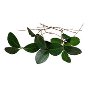 Bare‑Root Teaberry (Gaultheria procumbens) Cuttings – Pack of 5 Native Wintergreen Ground‑Cover Plants