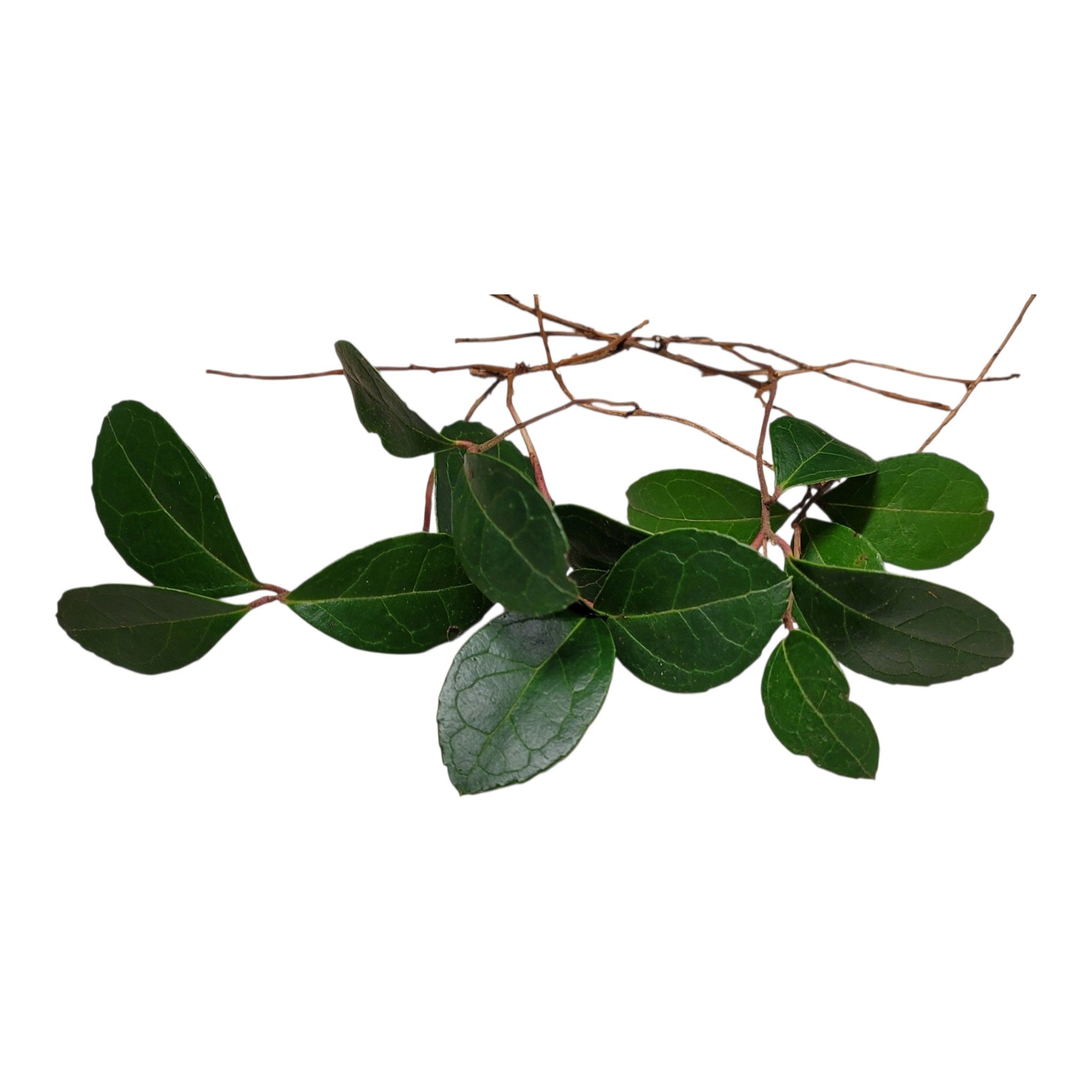 Bare‑Root Teaberry (Gaultheria procumbens) Cuttings – Pack of 5 Native Wintergreen Ground‑Cover Plants