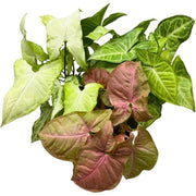 Syngonium Plant Set