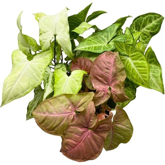 Syngonium Plant Set