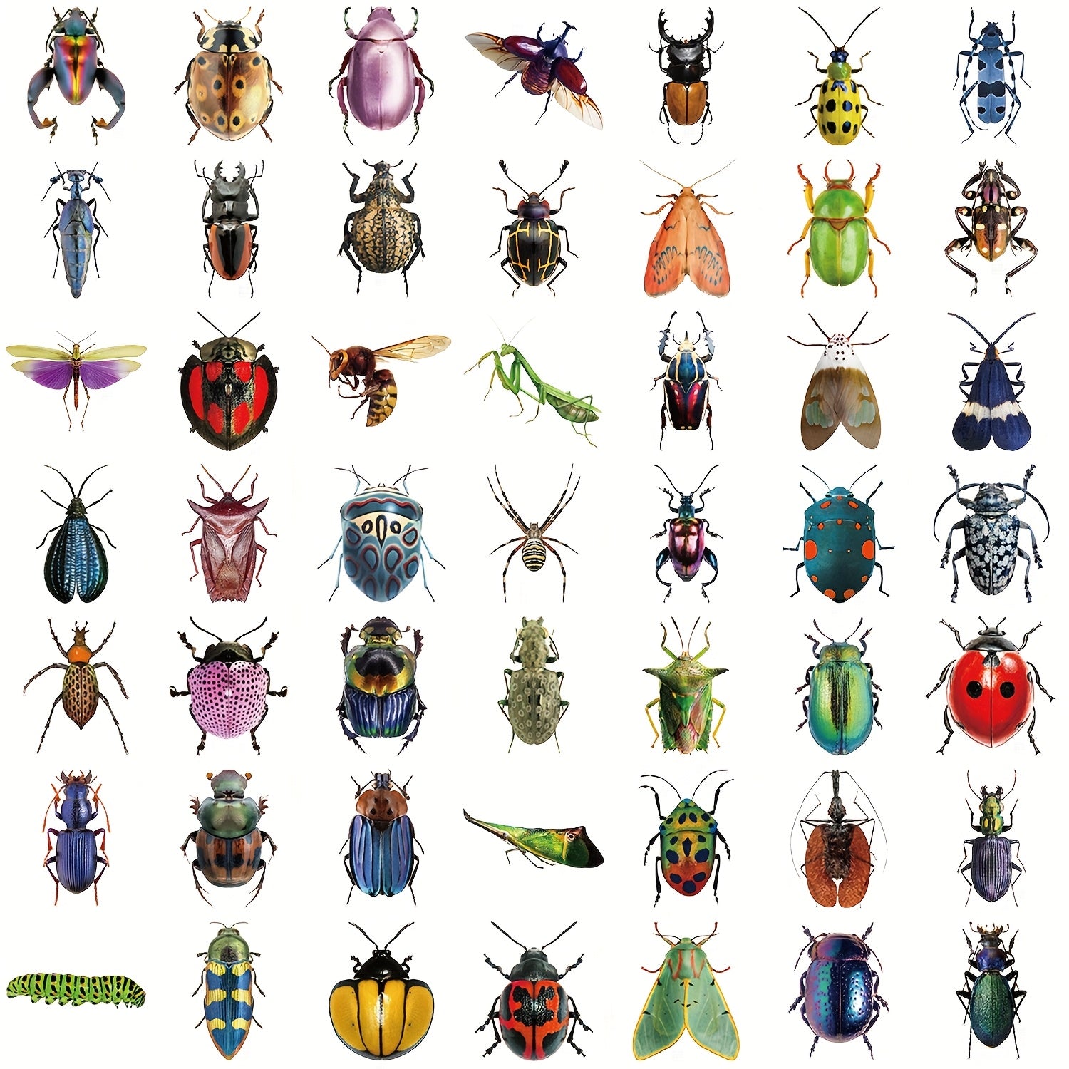 50 Vibrant Insect Vinyl Stickers – No Residue, Ideal for Laptops, Water Bottles and Vehicles