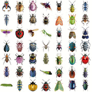 50 Vibrant Insect Vinyl Stickers – No Residue, Ideal for Laptops, Water Bottles and Vehicles