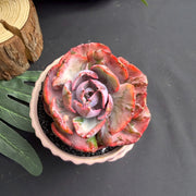 Echeveria ‘Lunar Heart’ Variegated Succulent – 3 to 3.5 inch Bare‑Root Live Plant
