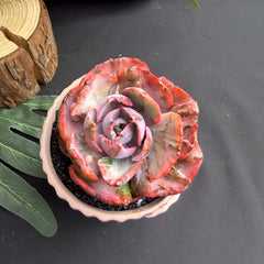 Echeveria ‘Lunar Heart’ Variegated Succulent – 3 to 3.5 inch Bare‑Root Live Plant