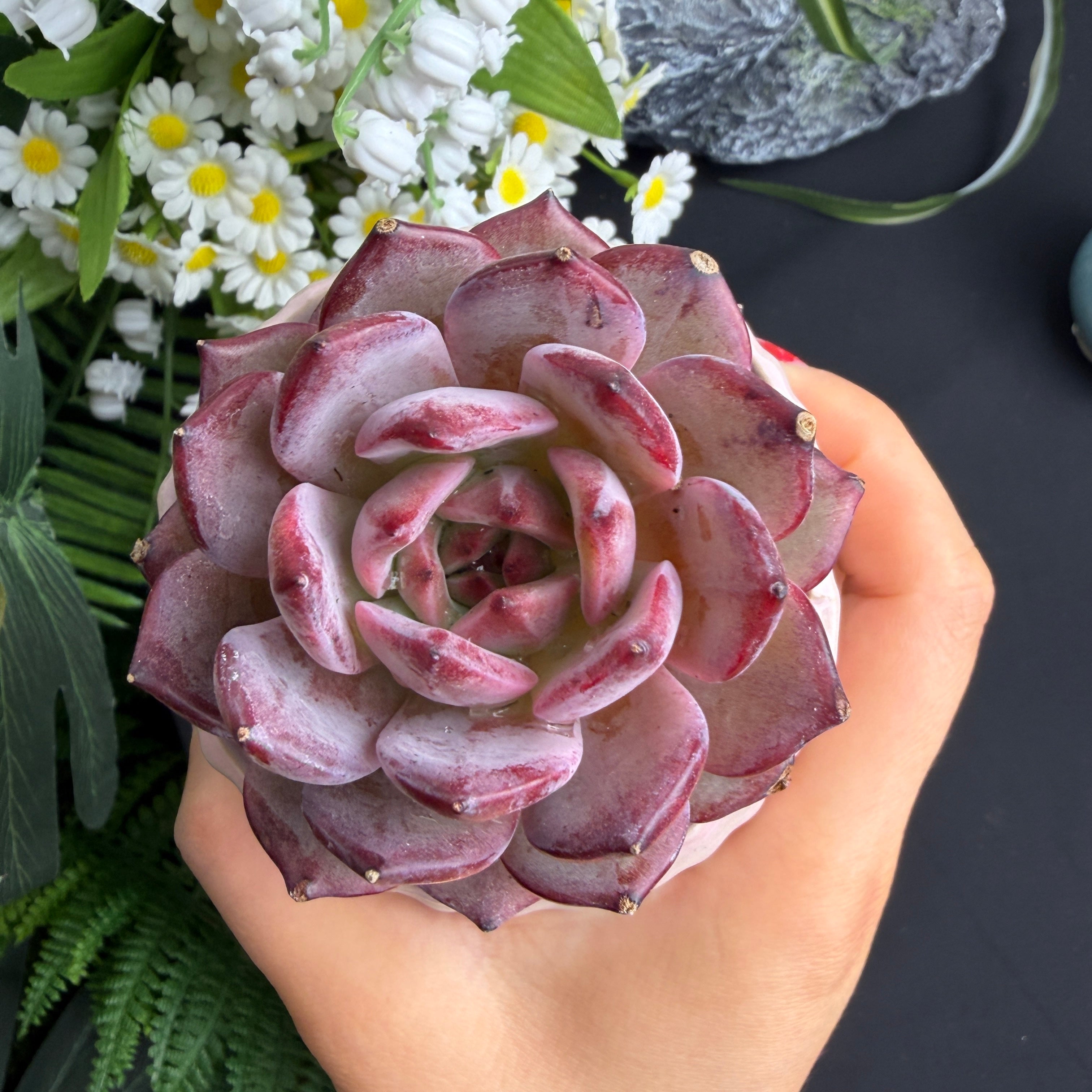 Live Succulent Plant – Echeveria ‘Daredevil’ 3‑Inch