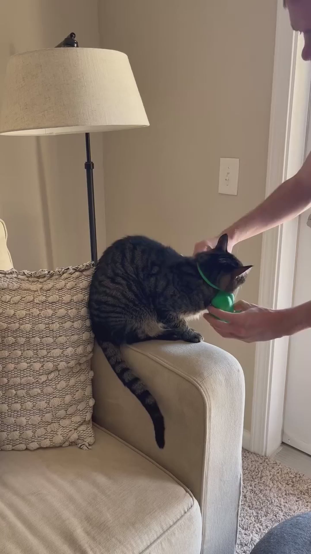Carica video: Cat Hulk Arm