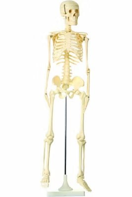 85 cm Full-Size Human Skeleton Model