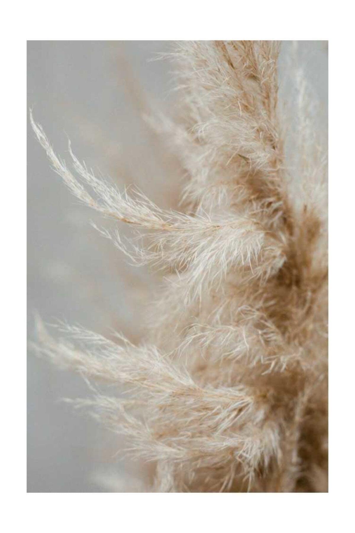 10 Pieces Natural Pampas Grass 50 Cm - Swordslife