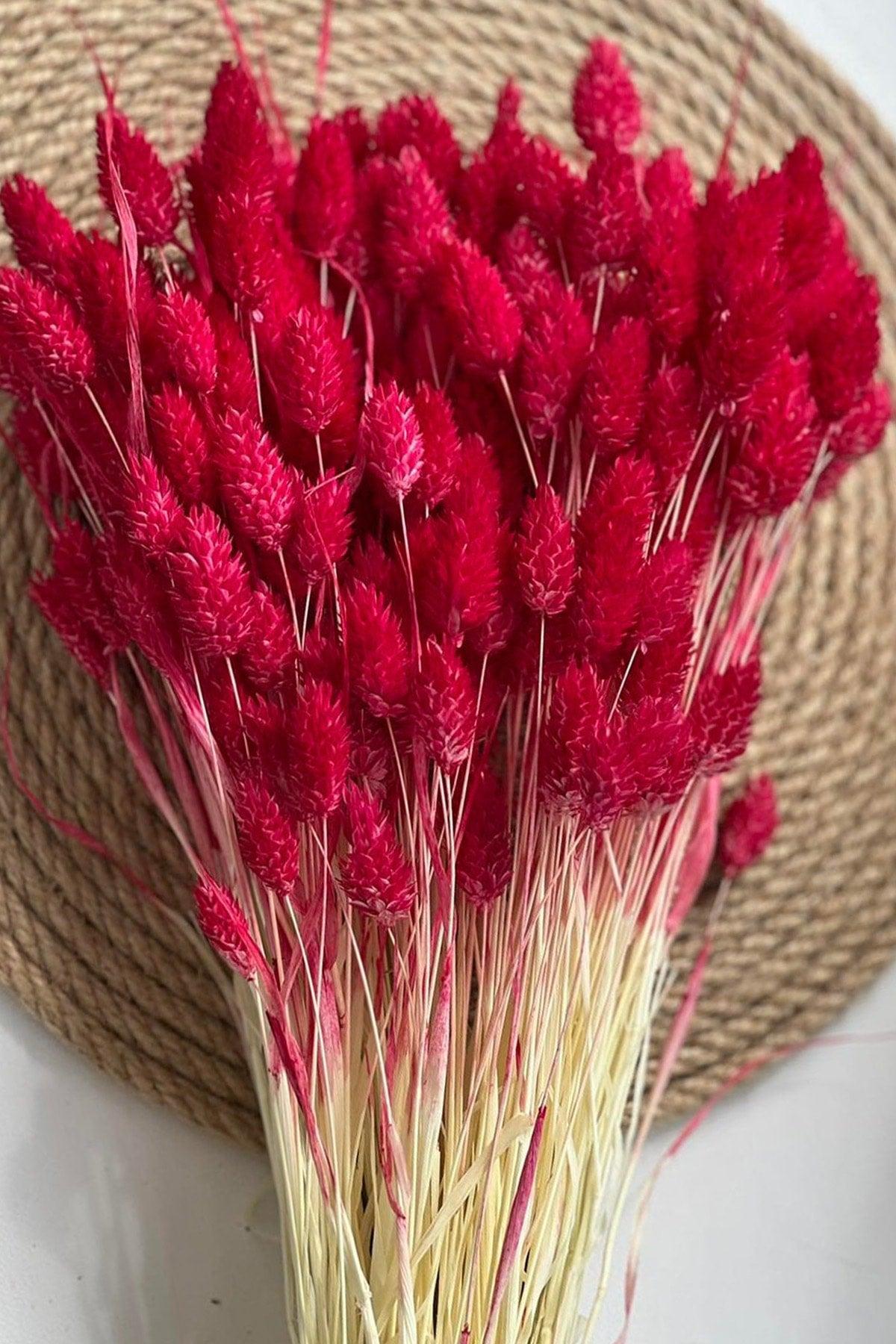 Dried Red Bird Grass Ornamental Vase Palaris Flower 30 Branch - Swordslife