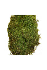 Natural Moss Grass Rock Moss Real Plant Does Not Fade Terrarium