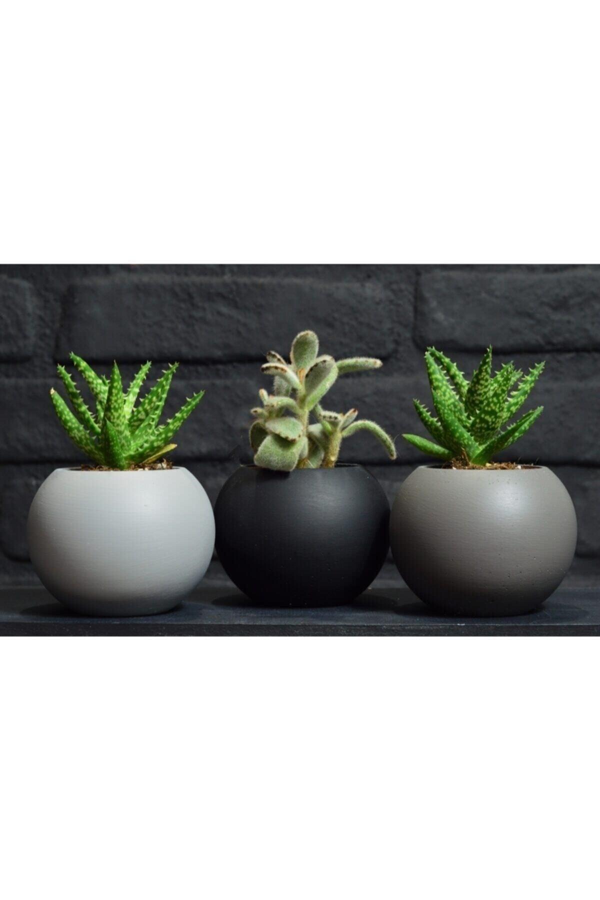 3-Ball Flower Pot Black White Gray Cactus Succulent Pot - Swordslife