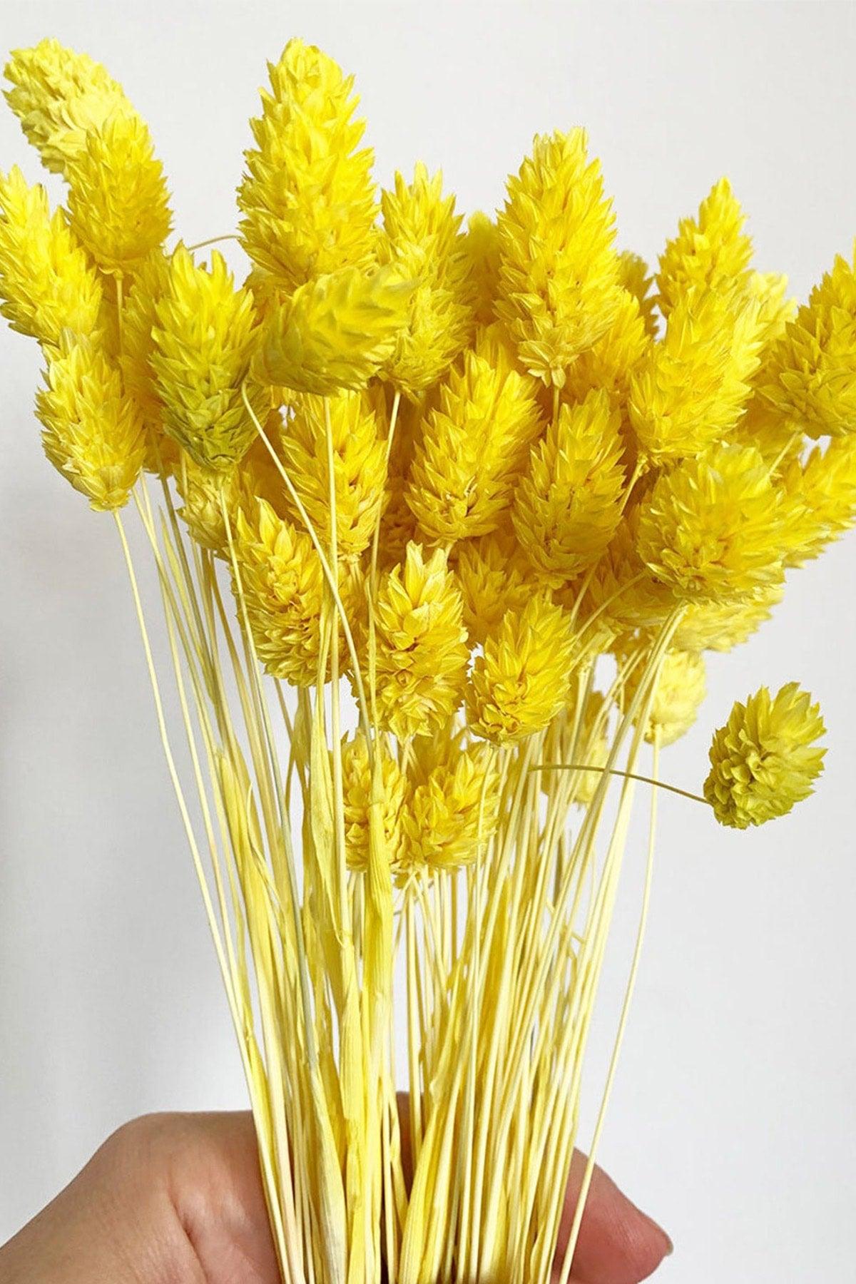 Dried Yellow Bird Grass Ornamental Vase Palaris Flower 30 Branch - Swordslife