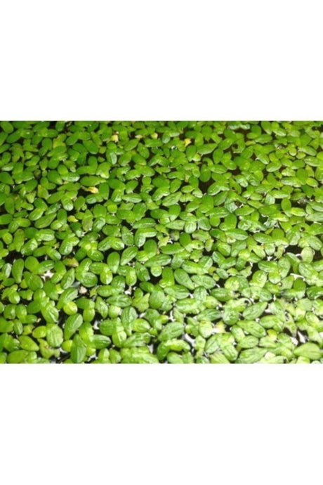 Aquarium Plant Duckweed ( Lemna Minor )
