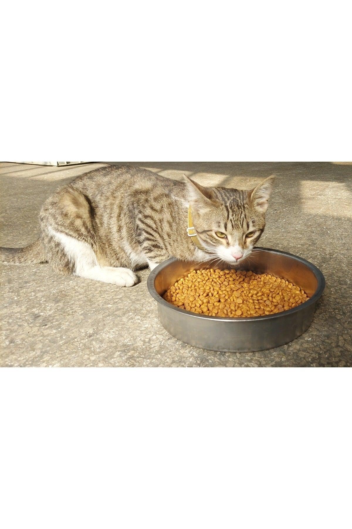 Cat Dog Large Food Water Bowl Xl Large Size