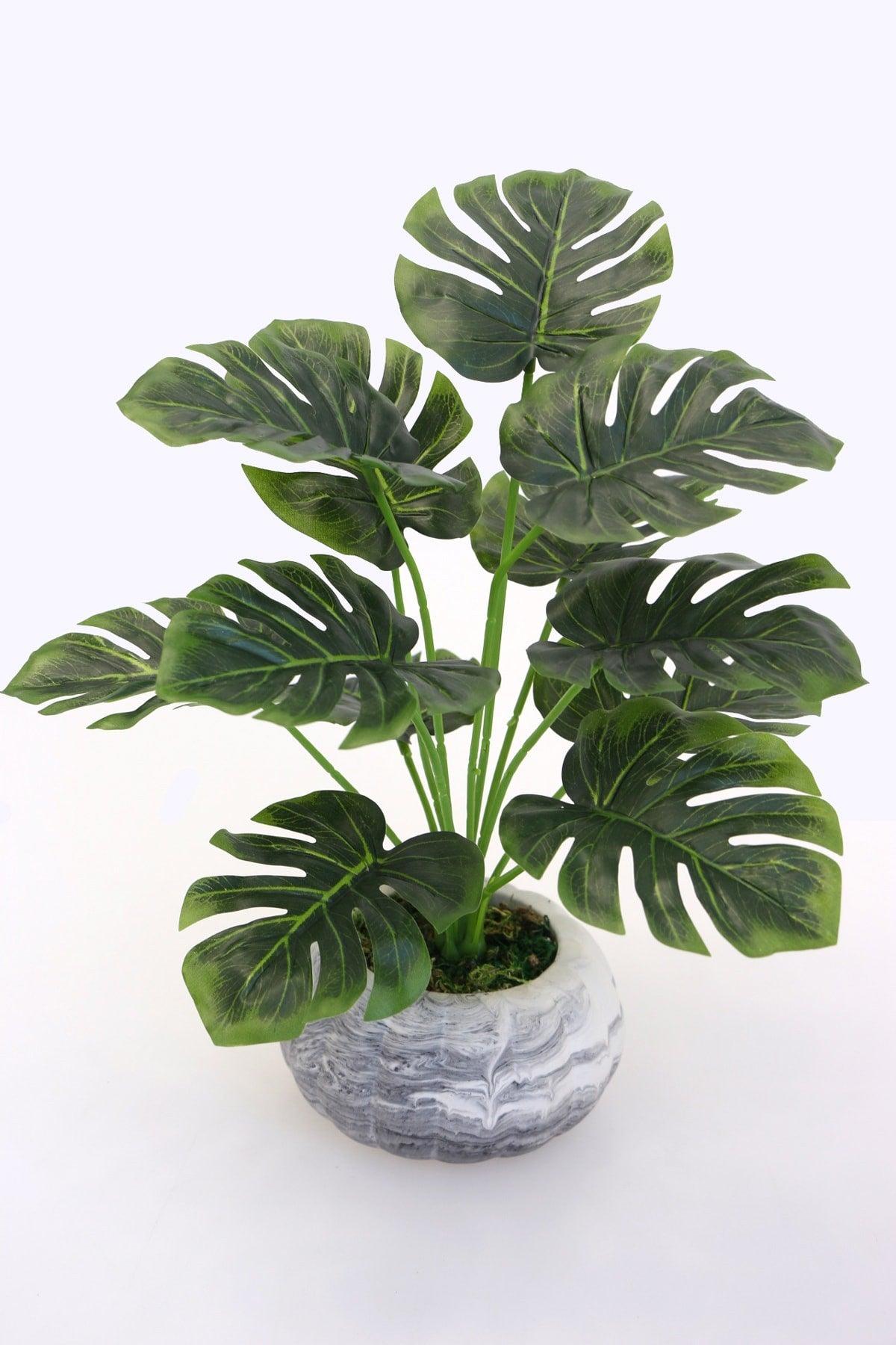 Monstera Camel Bottom Plant in Concrete Pot 40 cm - Swordslife