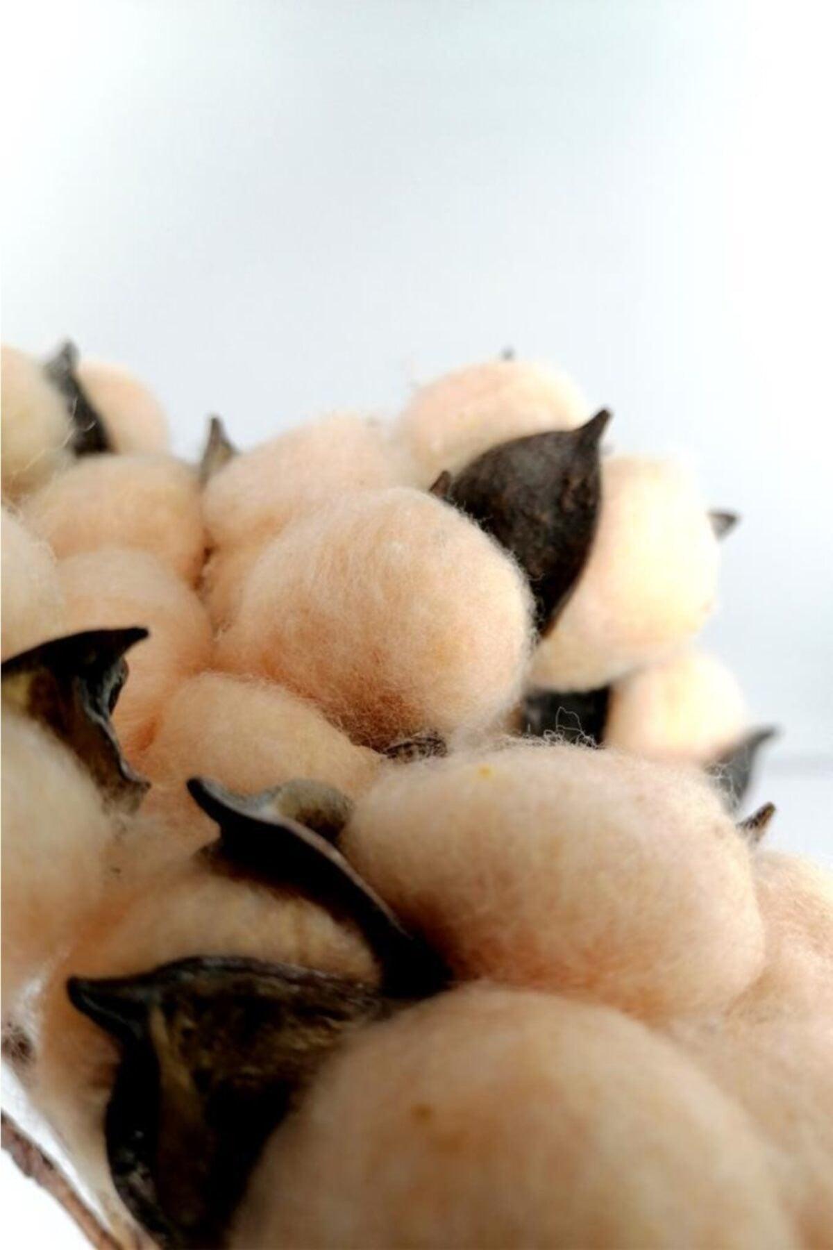 Natural Cotton Flower Cream Color 10 Pieces Single Branch Dried Flower 30 Cm Artificial Flower - Swordslife