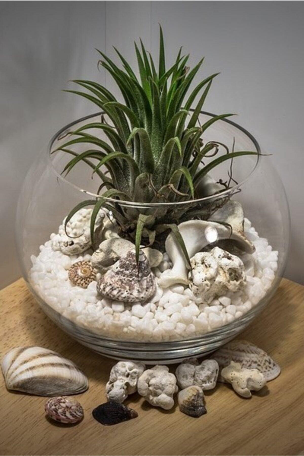 Dolomite Stone 2 Kg 10-20 Mm Decorative Vase