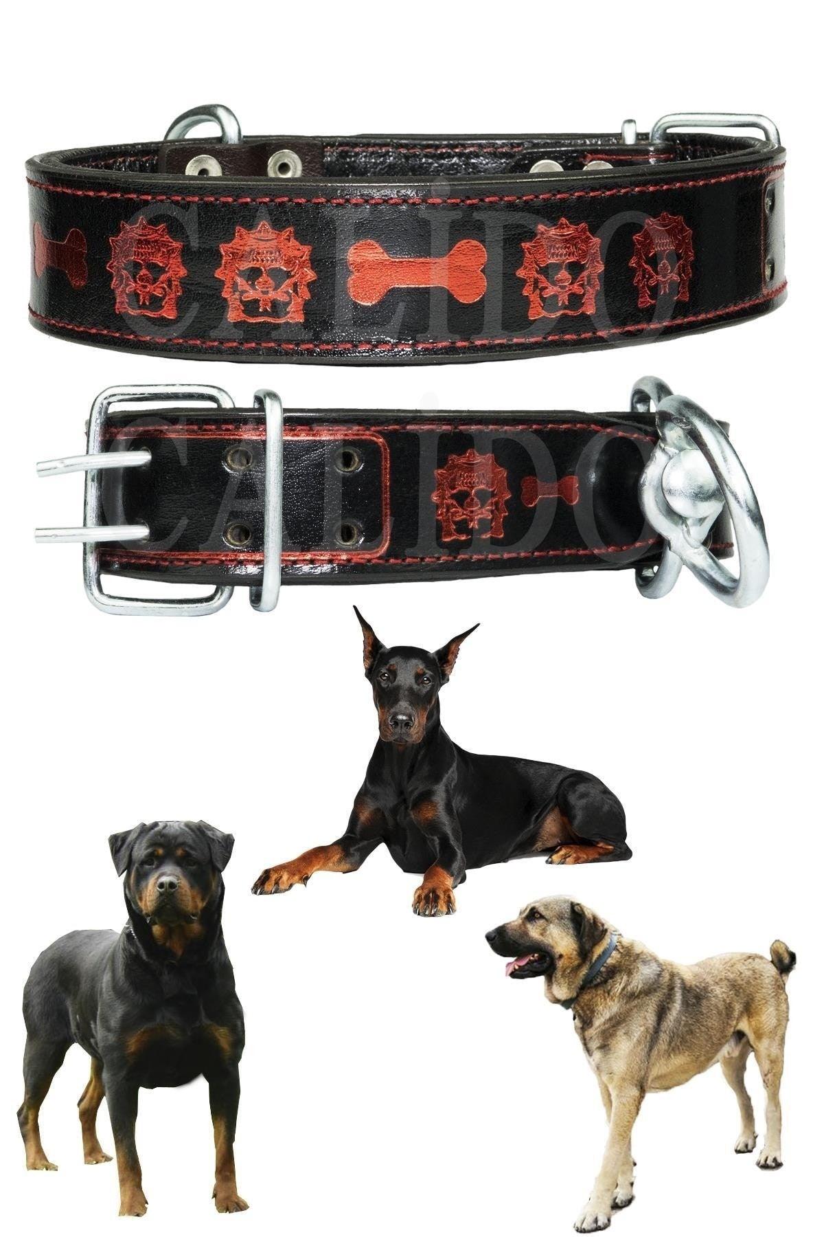 Double Layer Leather Dog Collar Belgium