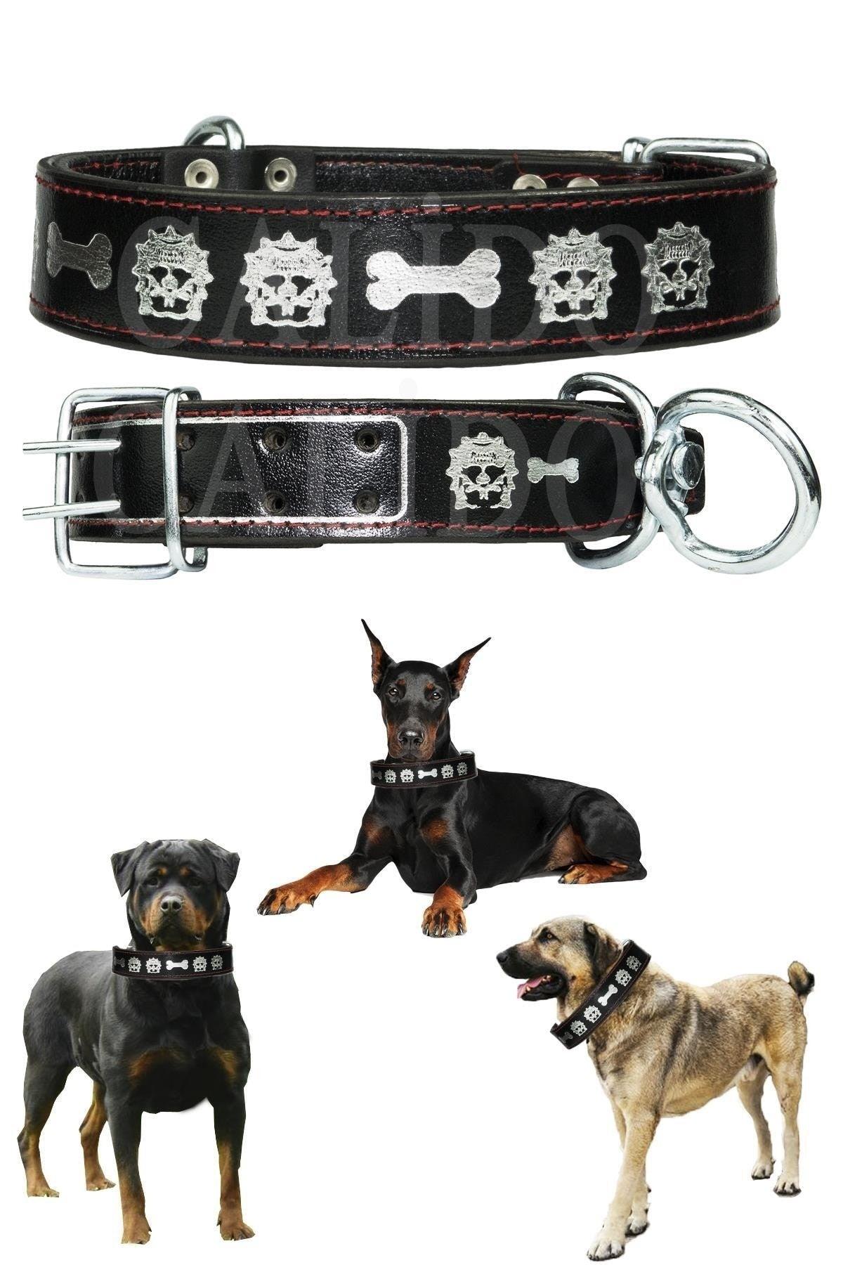 Double Layer Leather Dog Collar Doberman