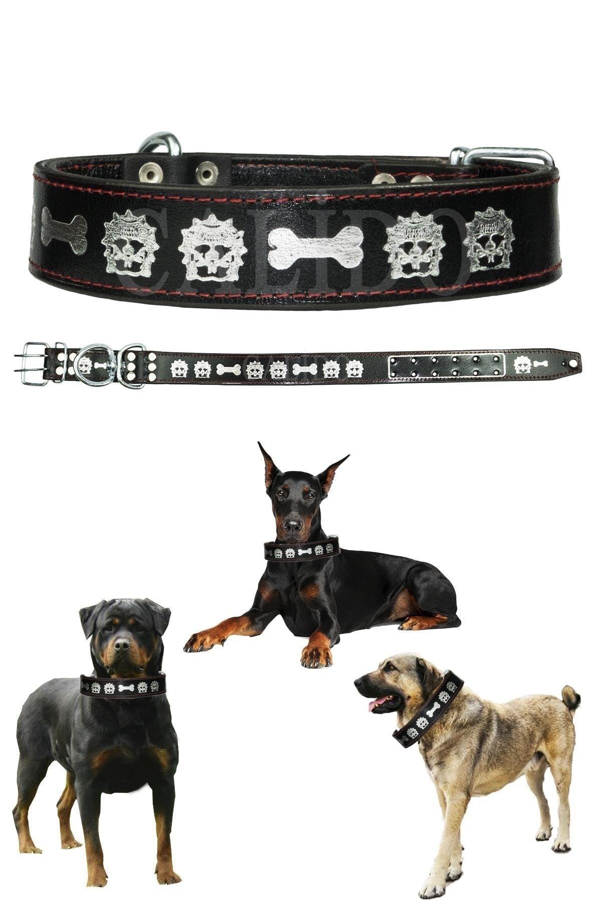 Double Layer Leather Dog Collar Doberman