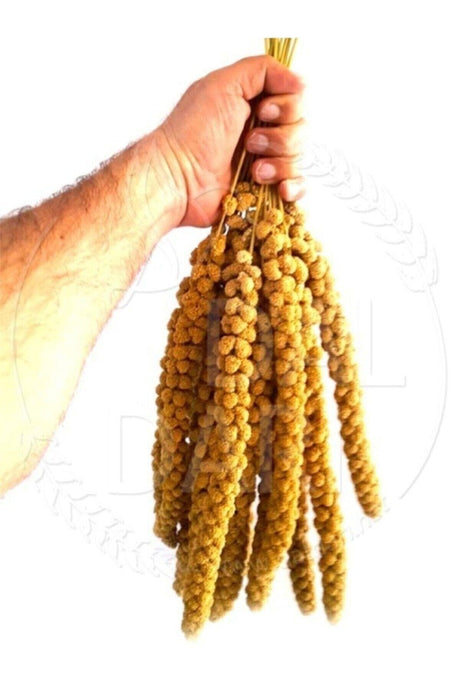 Dried Natural Branch Millet - Yellow - 1 Kg.