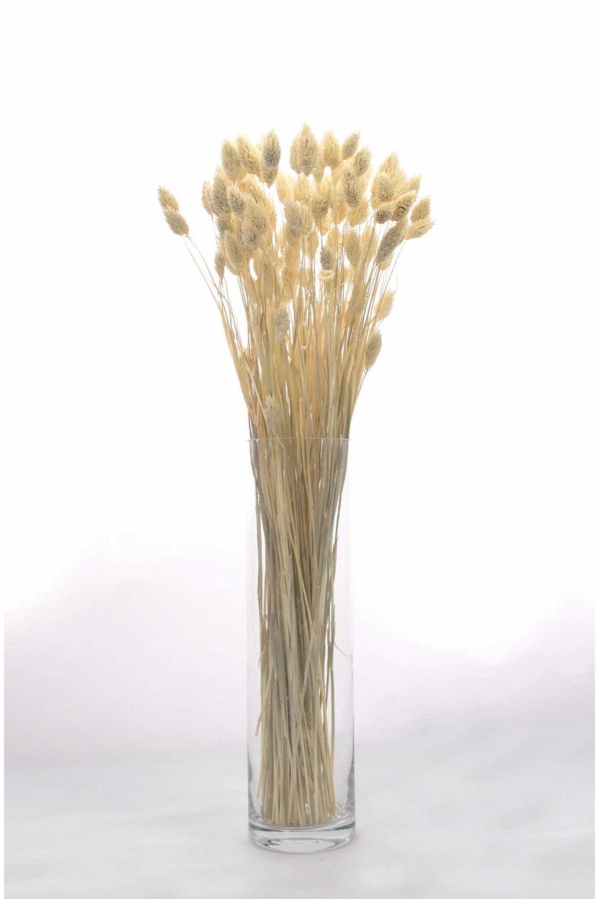 Dried Flower Palaris Bird Grass White Length 45cm 55-60 Stem - Swordslife