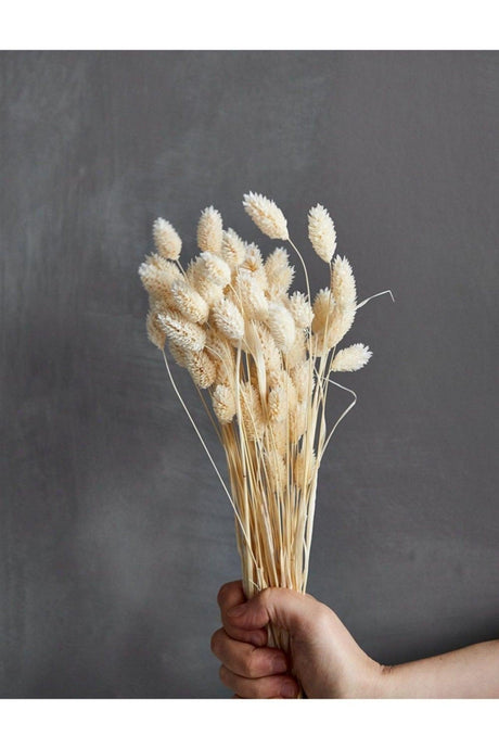 Dried Flower Palaris Bird Grass White Length 45cm 55-60 Stem - Swordslife