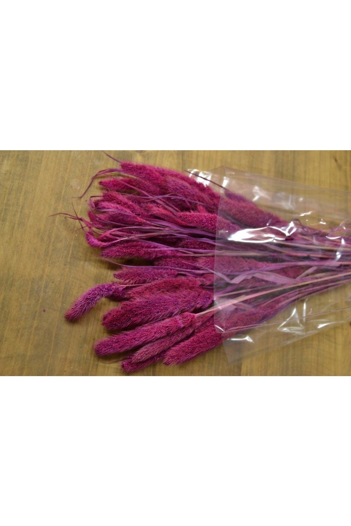 Dried Flower Cedar Grass Pink