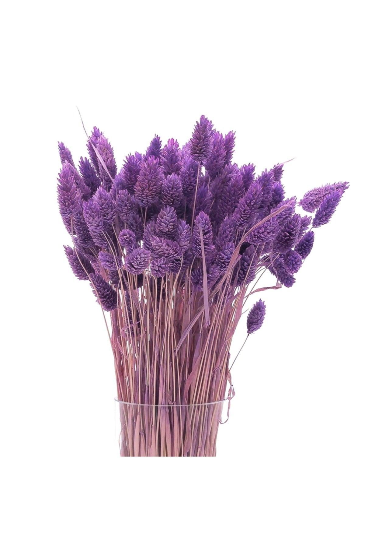 Dried Flower Palaris Bird Grass Purple Length 45cm 55 Stem - Swordslife